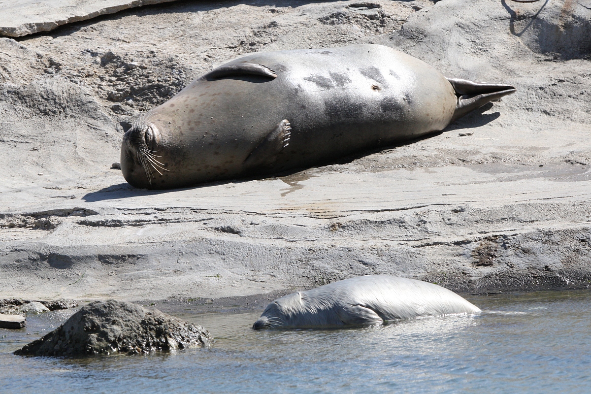 烟台港湾学校招生简章