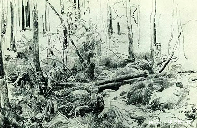 希施金风景素描作品欣赏。希施金是俄罗斯大师级画家,他的风景画,写实朴实、自然真实,希施金的作品就像处身在森林之中,呼吸着清爽的微微湿润的空气,充满氧分子。一缕缕温柔的阳光照射进林间,洒在身上,舒适清爽的享受着。 希施金是19世纪俄国巡回展览画派最具代表性的风景画家之一,被克拉姆斯柯依称为俄国风景画发展的里程碑。 希施金出生在维亚特卡省的一个商人家庭,他自幼就生活在森林之中,对森林怀有深厚的情感,也使他获得有关森林的许多知识,从学画起就立志画大森林。 他20岁时来到莫斯科,考入绘画雕刻建筑专科学校