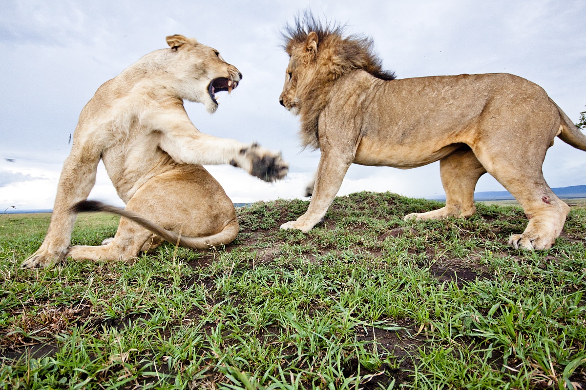 if语句可以同时进行多个条件判断使用and作为连接。并且全部条件为真时条件才成立。是正确的吗