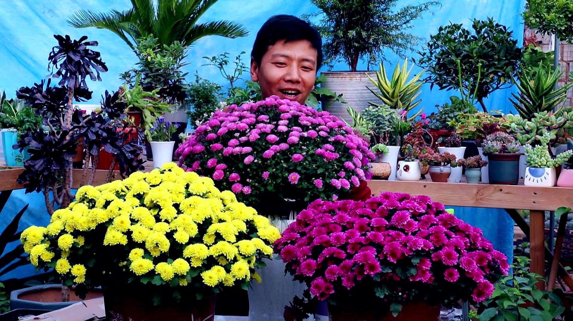 [图]开花爆盆的菊花,多养几盆,养护简单,年年开花几百朵,太漂亮了