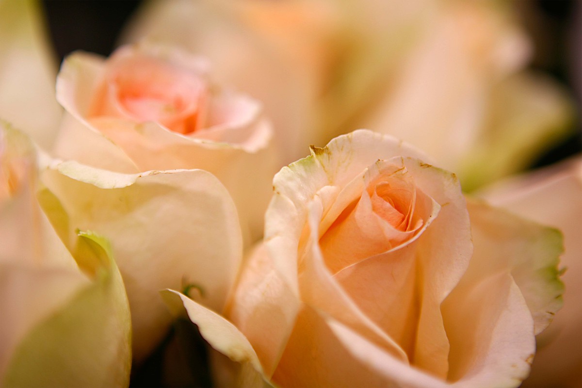 ***_***2009年10月18日, 北京,玫瑰属于蔷薇科 蔷薇亚科 蔷薇属 落叶