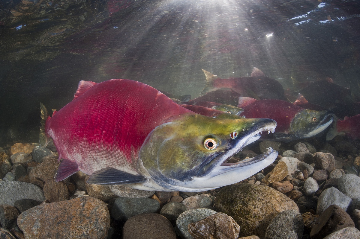 鲑鱼洄游：促进生长发育的关键