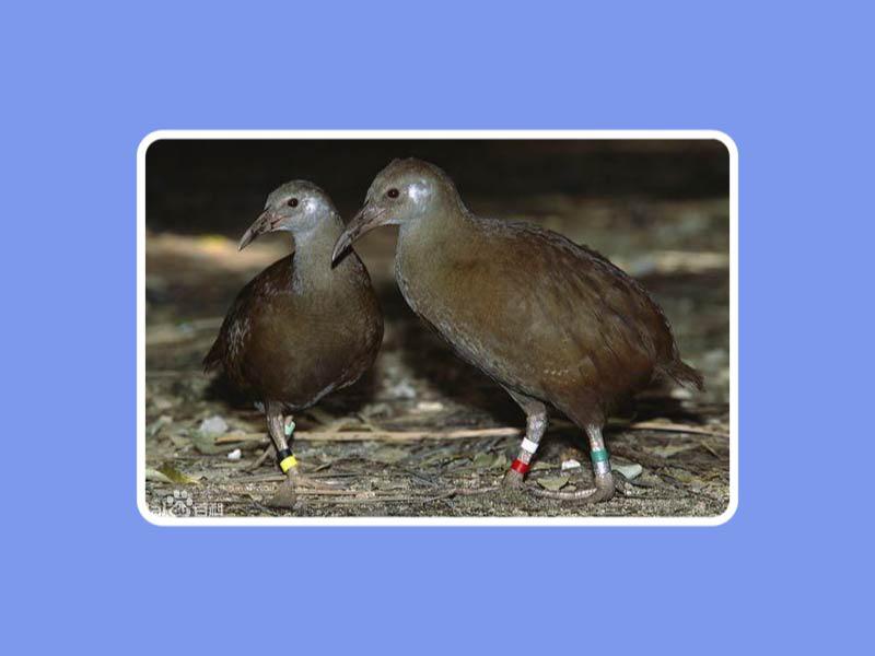 一分钟了解——豪岛秧鸡