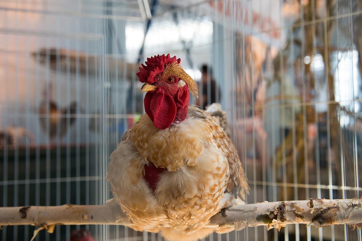 BRITISH POULTRY SCIENCE期刊推荐理由