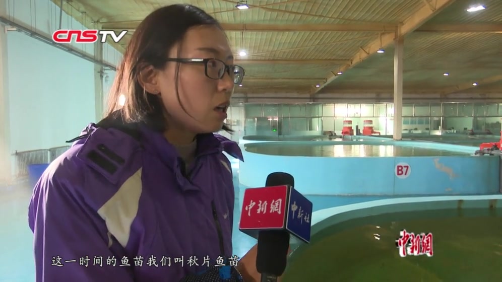 探访“青海湖裸鲤幼儿园” 18年输送1.4亿尾优质鱼苗