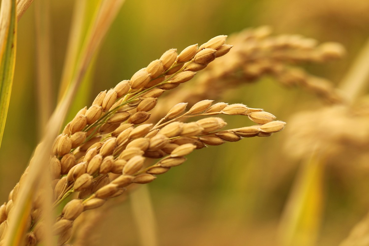 水稻和小麦价格上涨：天气灾害、供应链和需求增长成主因