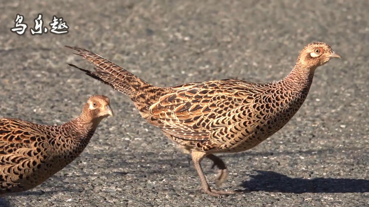 好肥的2只母野鸡,目测有2斤重,正在大摇大摆地觅食!