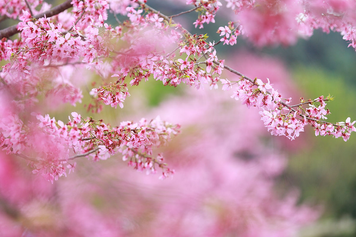 云南农业职业学院2019年五年一贯制大专招生报名方法