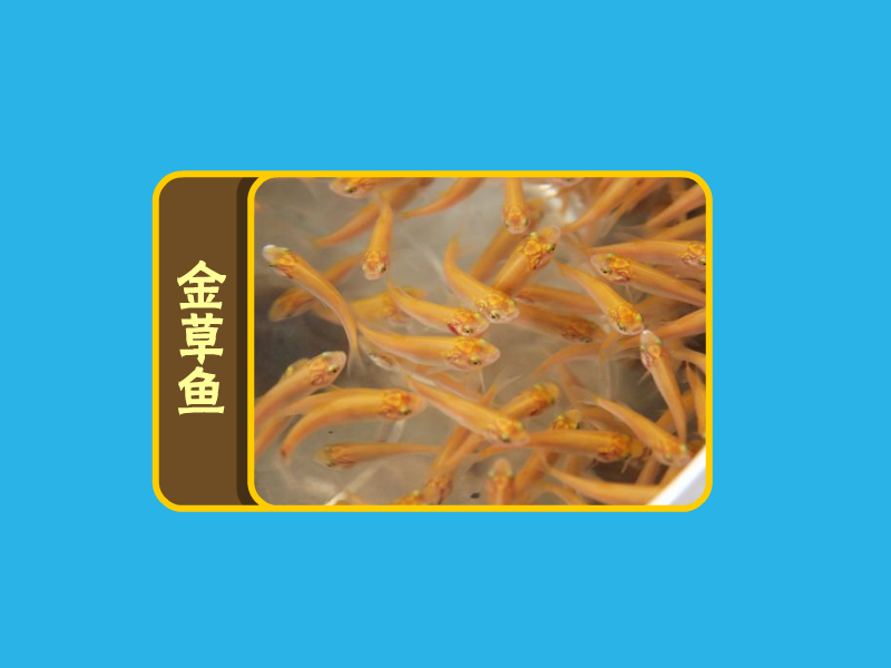 金草鱼:别称:黄金鲩、金草鲩属鲤形目鲤科雅罗鱼亚科草鱼属
