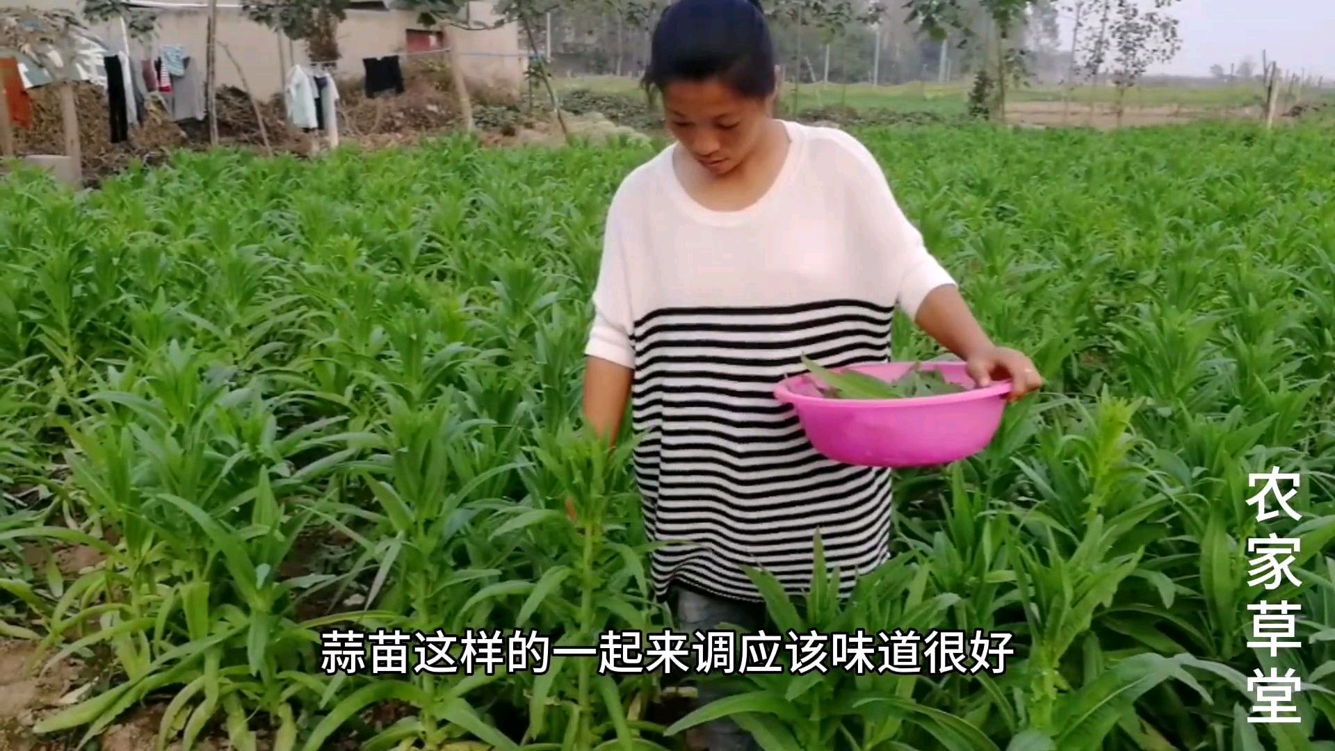 农村媳妇,把新鲜的贡菜叶这么处理一下,一家人都喜欢吃