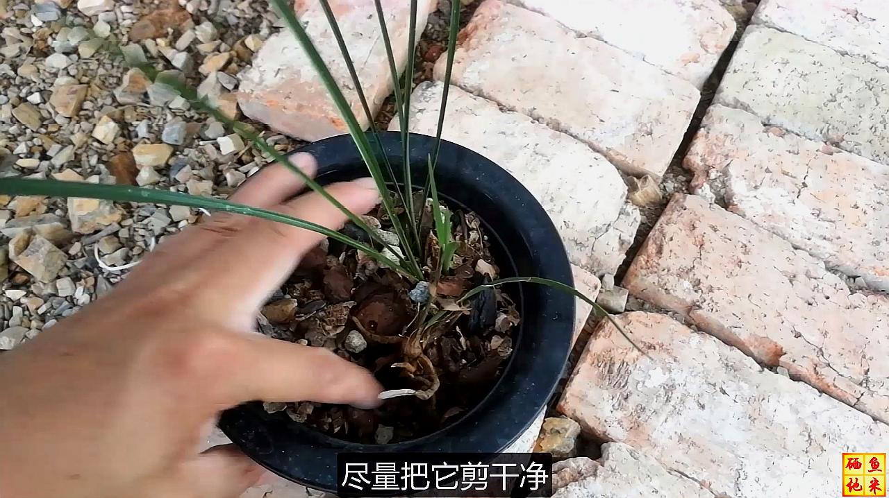 [图]在伏天兰花很容易得茎腐病,怎么预防和治疗兰花的茎腐病呢?