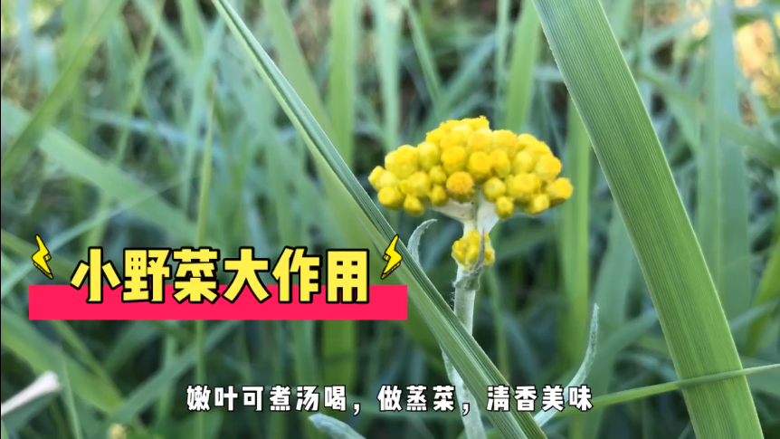 野菜食谱干货分享:龙葵和鼠麴草怎么吃?有什么功效和作用?