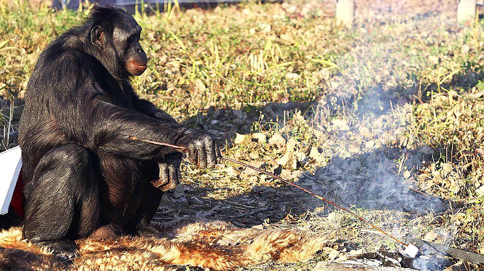 [图]最聪明的大猩猩,坚持自己做饭20年,手法相当熟练!