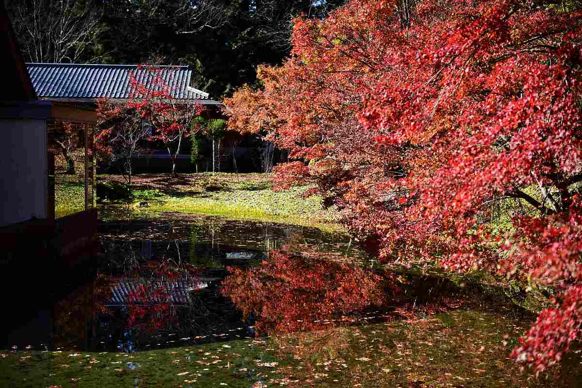 ***_***秋末冬初,位于日本歧阜县郡上市大和町深山中的"古今传授之乡"