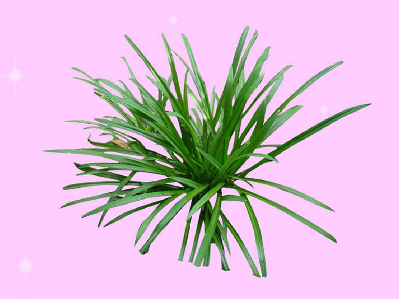 苤菜:是葱属多年生草本