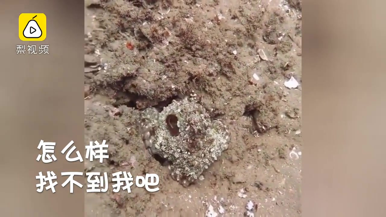 章鱼被人发现后,瞬间变色隐藏自己