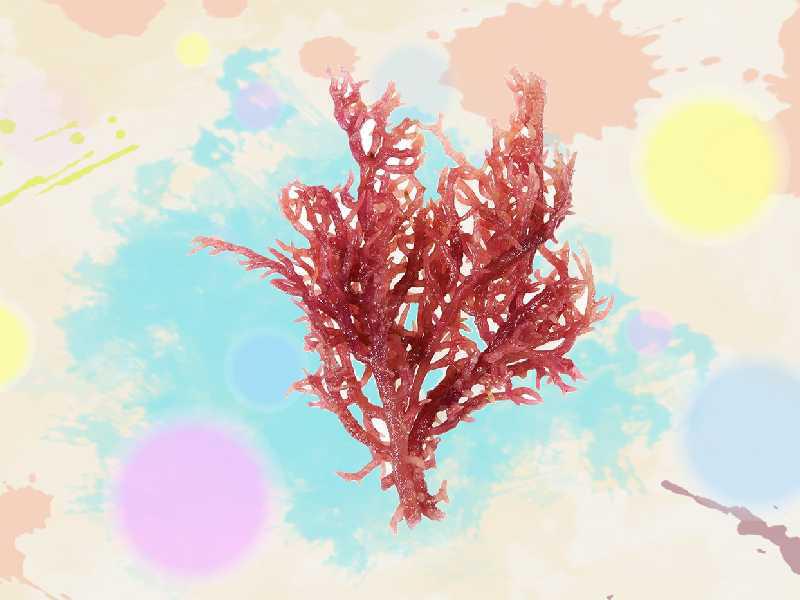 原来中肋石花菜长这样