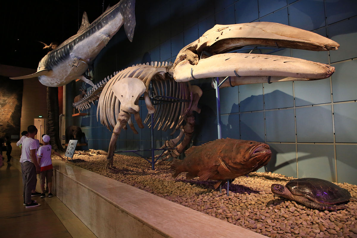 你不知道的地球奇葩生物：洗澡海绵活2000年！蓝鲸心脏大到能塞人！