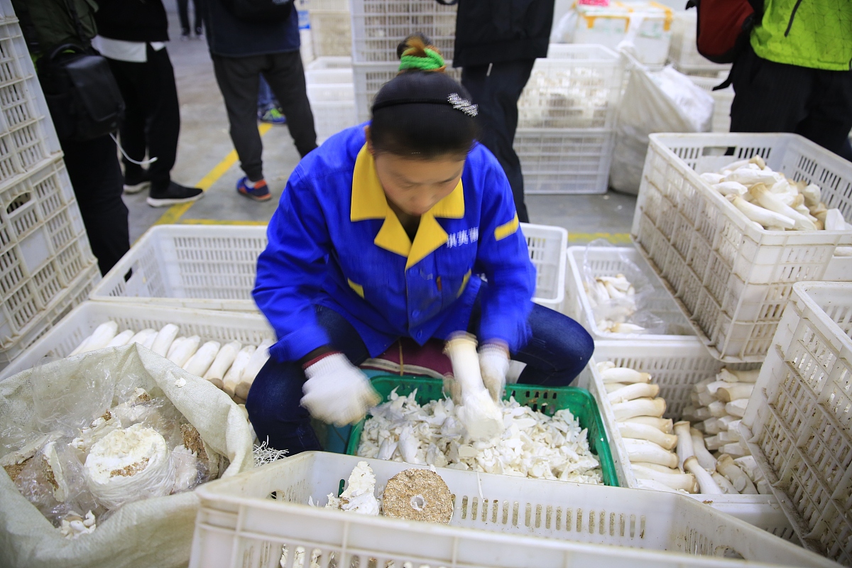 云南省贸易经济学校食用菌加工检验及营销专业介绍