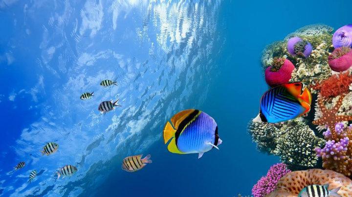 如果把淡水鱼丢进大海之中,鱼儿还能存活吗?结局令人意想不到!