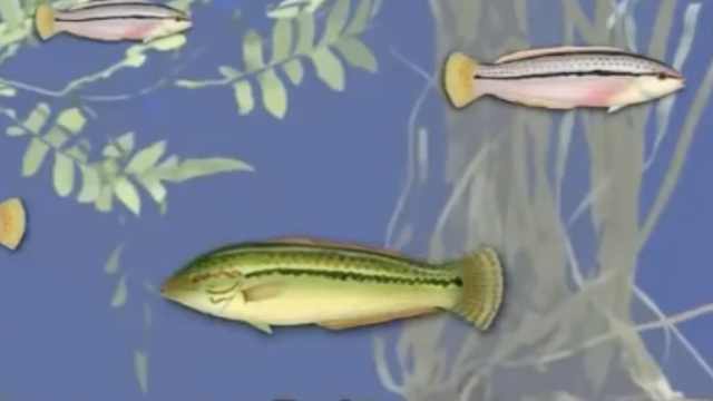 神奇!原来很多种鱼能够自由变性