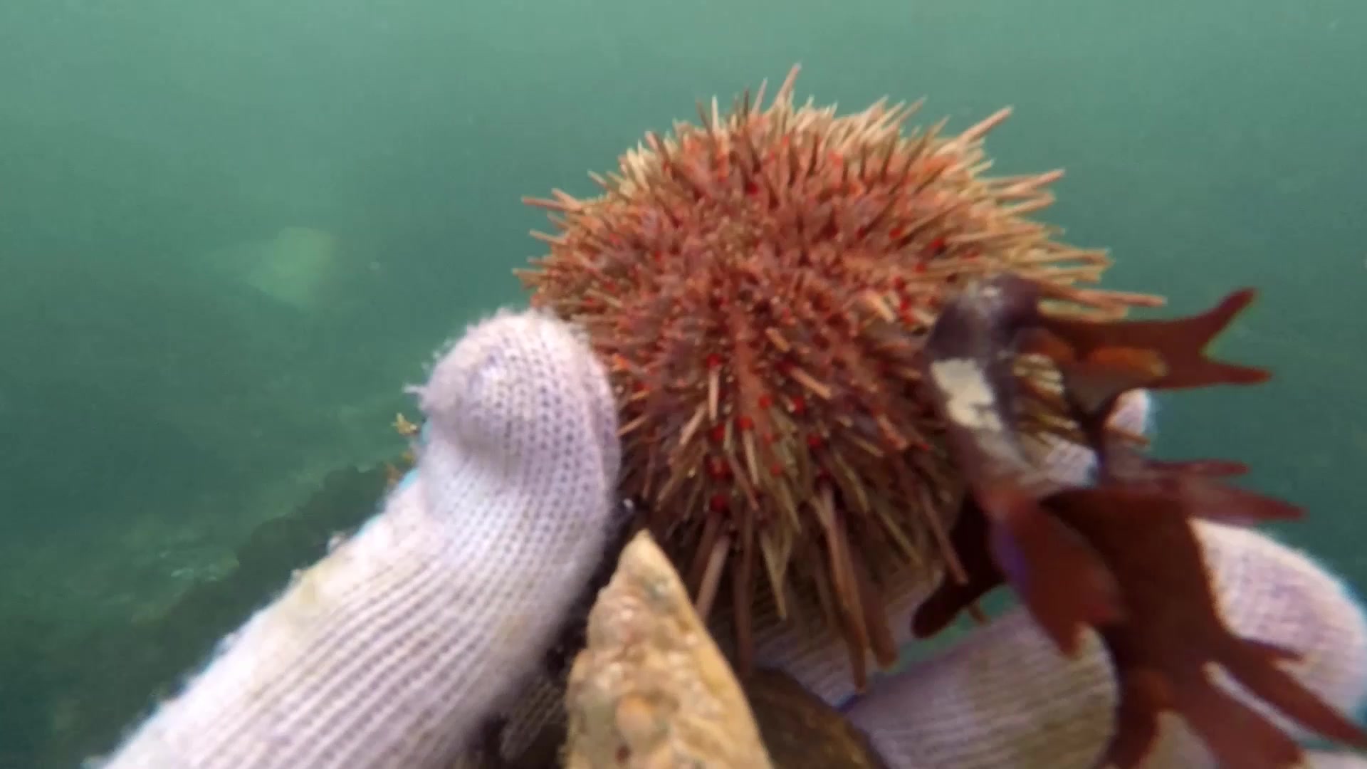 蓝胡子:潜水徒手抓野生海参 海胆 海红 风大浪大水有点浑浊