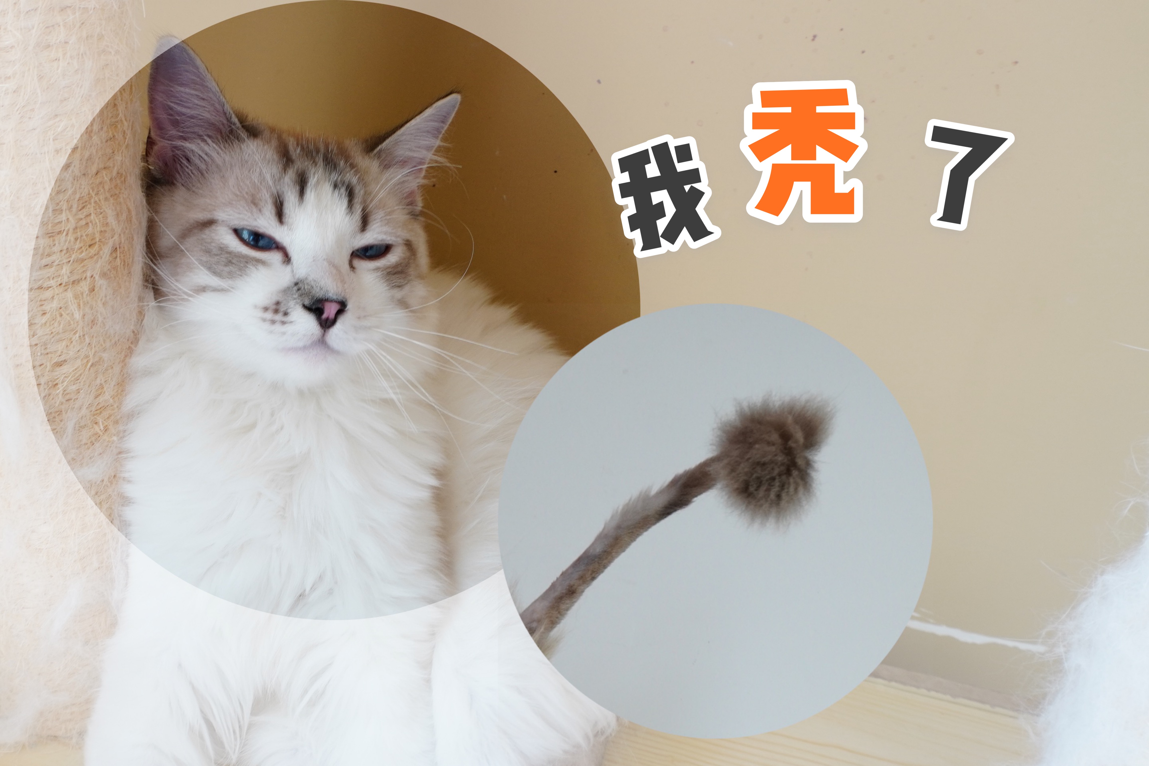 布偶猫尾巴打结被剃毛后,全家猫都不认识它了,又可怜又好笑
