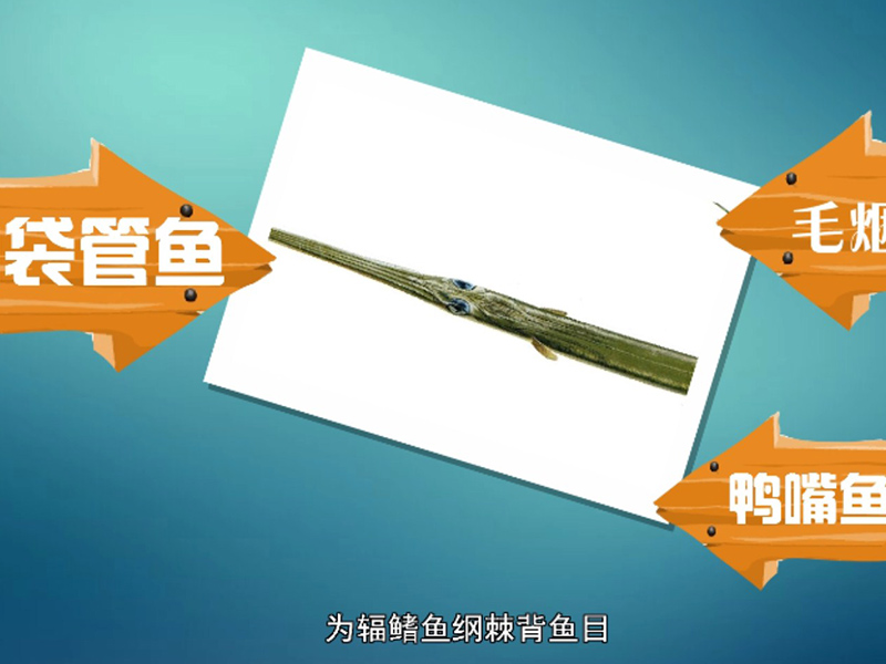 毛烟管鱼:分布於全球各大洋热带至温带海域