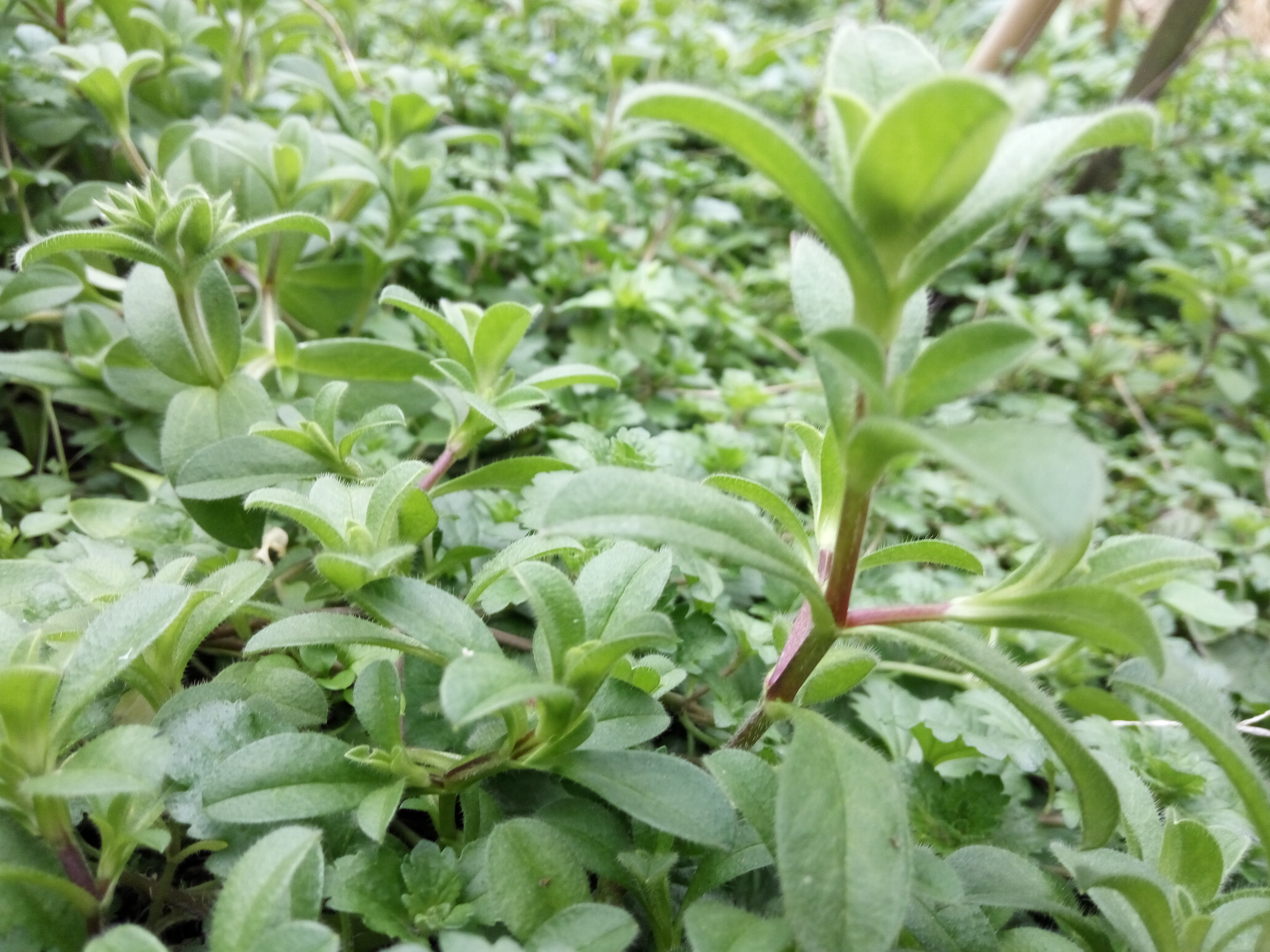 这种像指甲的野草,农民用来喂猪,但很少有人知道它的药用价值