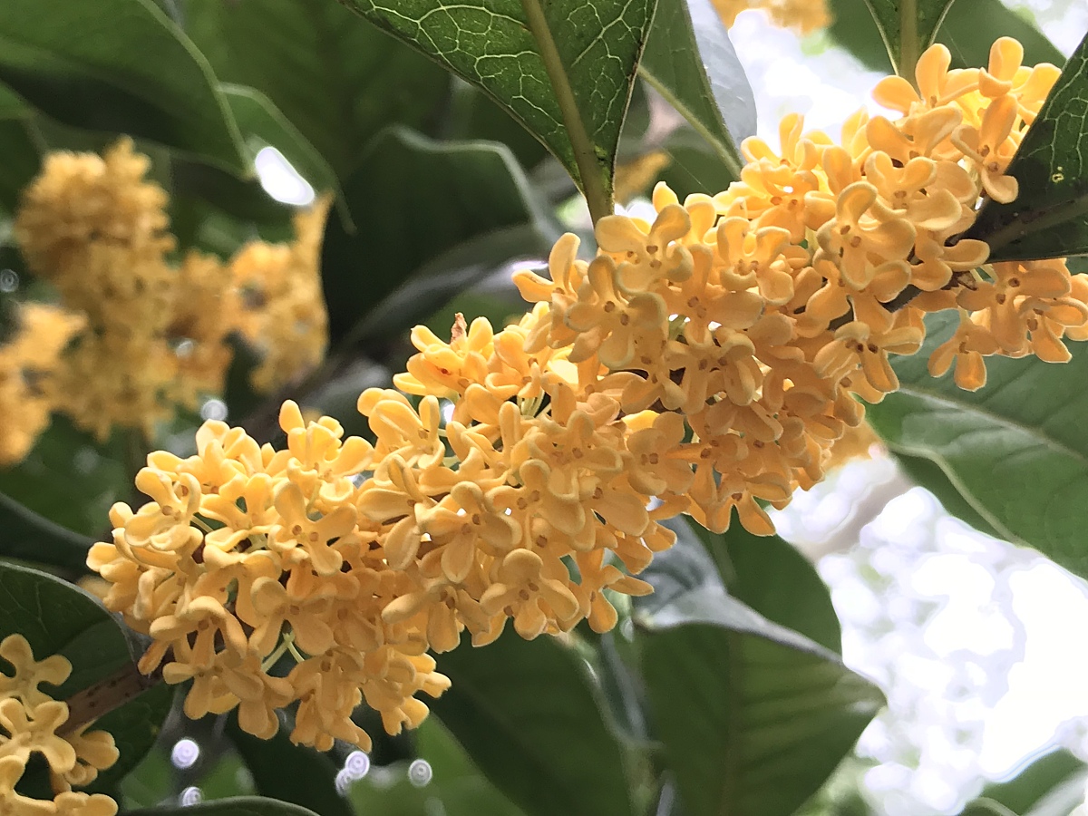 牡丹花开富贵来桂花飘香迎四财