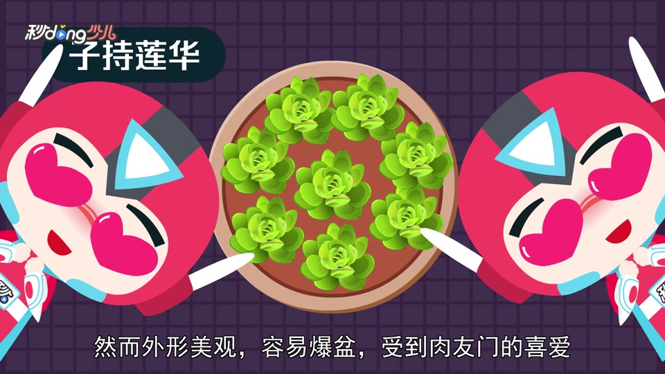「秒懂少儿」盘点最容易爆盆的多肉