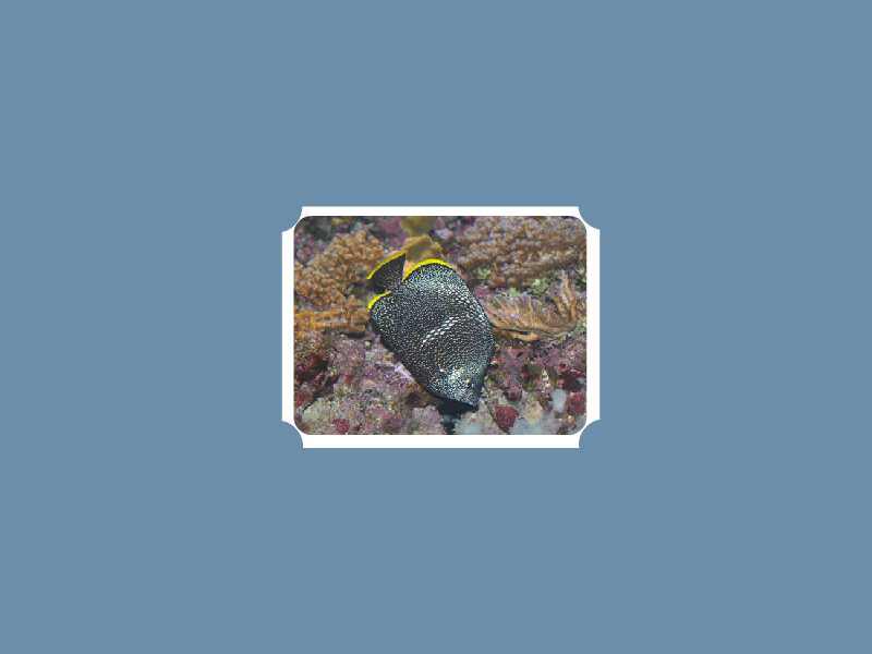 「秒懂百科」原来绣蝴蝶鱼长这样