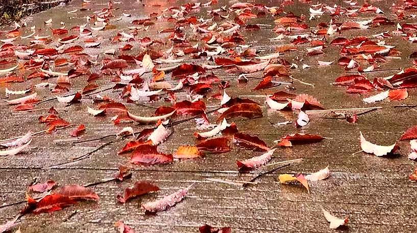 [图]春雨急红叶落索的时候