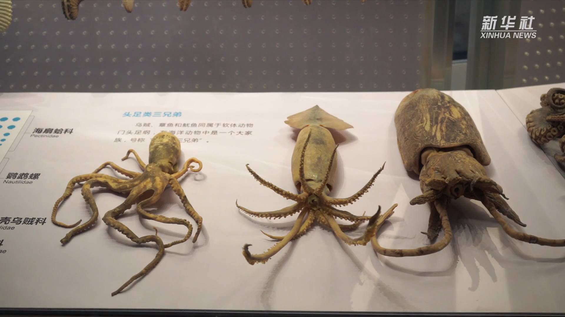 走进国家海洋博物馆:如何区分“头足纲三兄弟”?