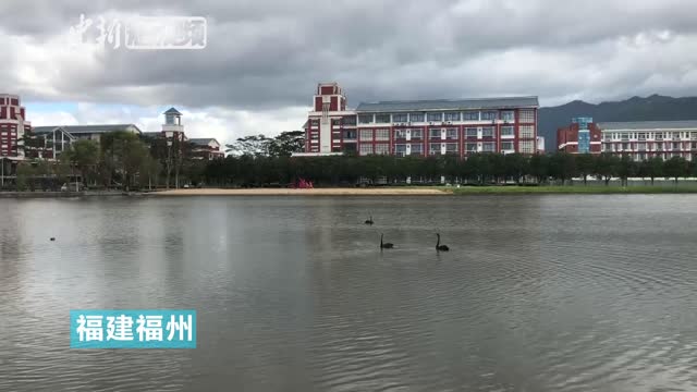 [图]福建高校开放式饲养小动物 黑天鹅麻鸭现校园