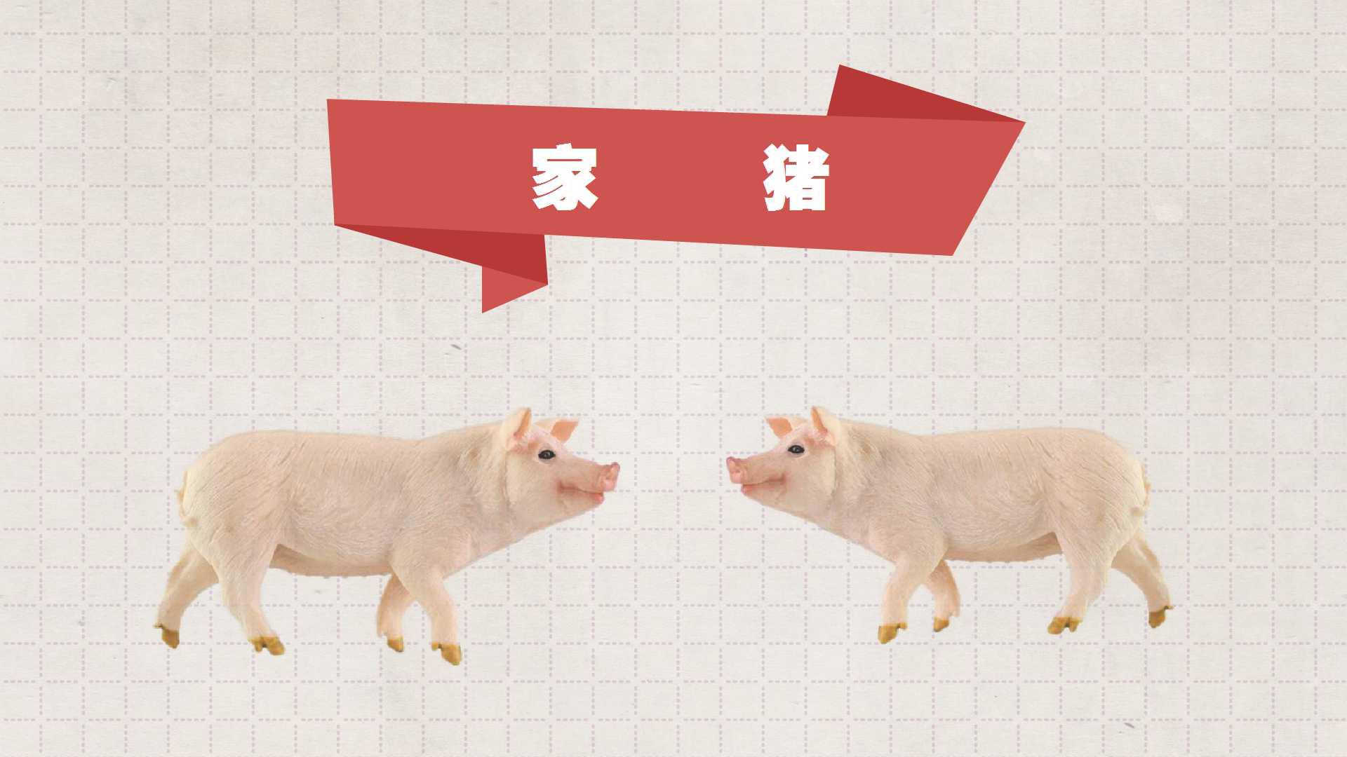 家猪:一种杂食类哺乳动物