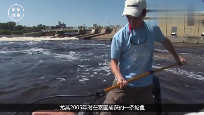 你知道鲶鱼的成长有多疯狂吗?假如让它一直长,会长到多大?