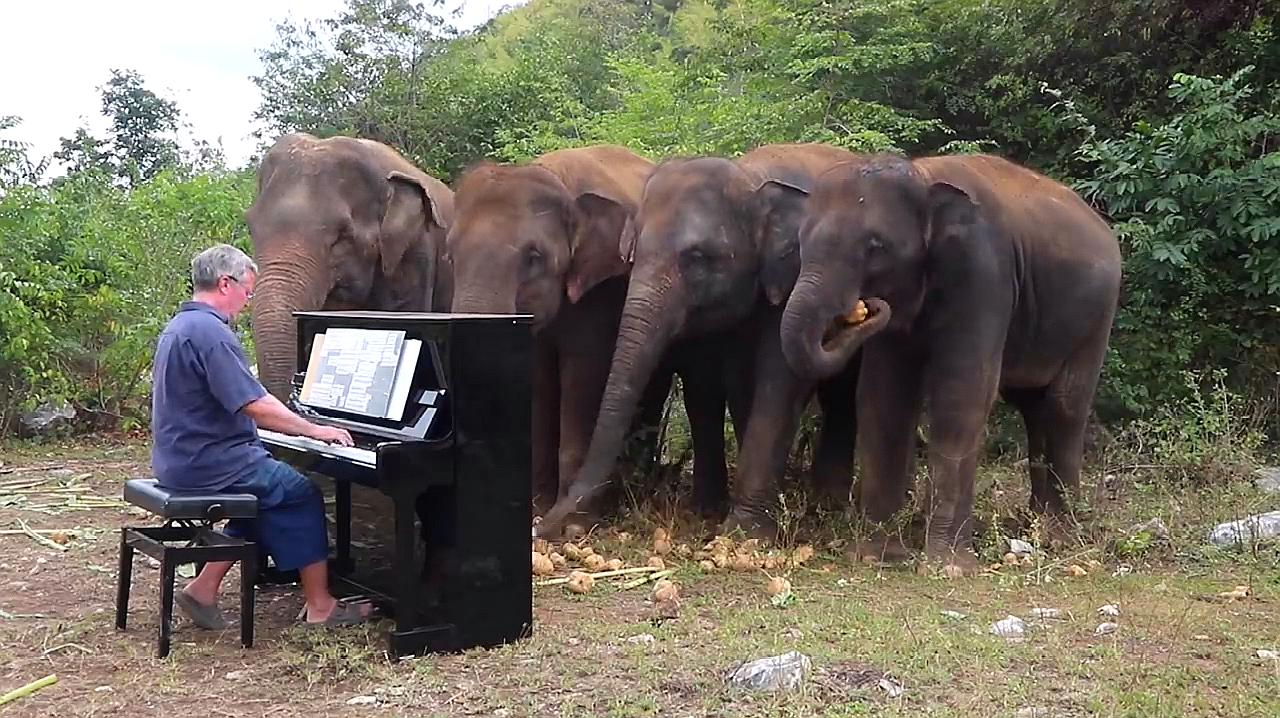 [图]老外演奏田园交响曲,琴声响起,大象们纷纷赶赴这场音乐盛宴