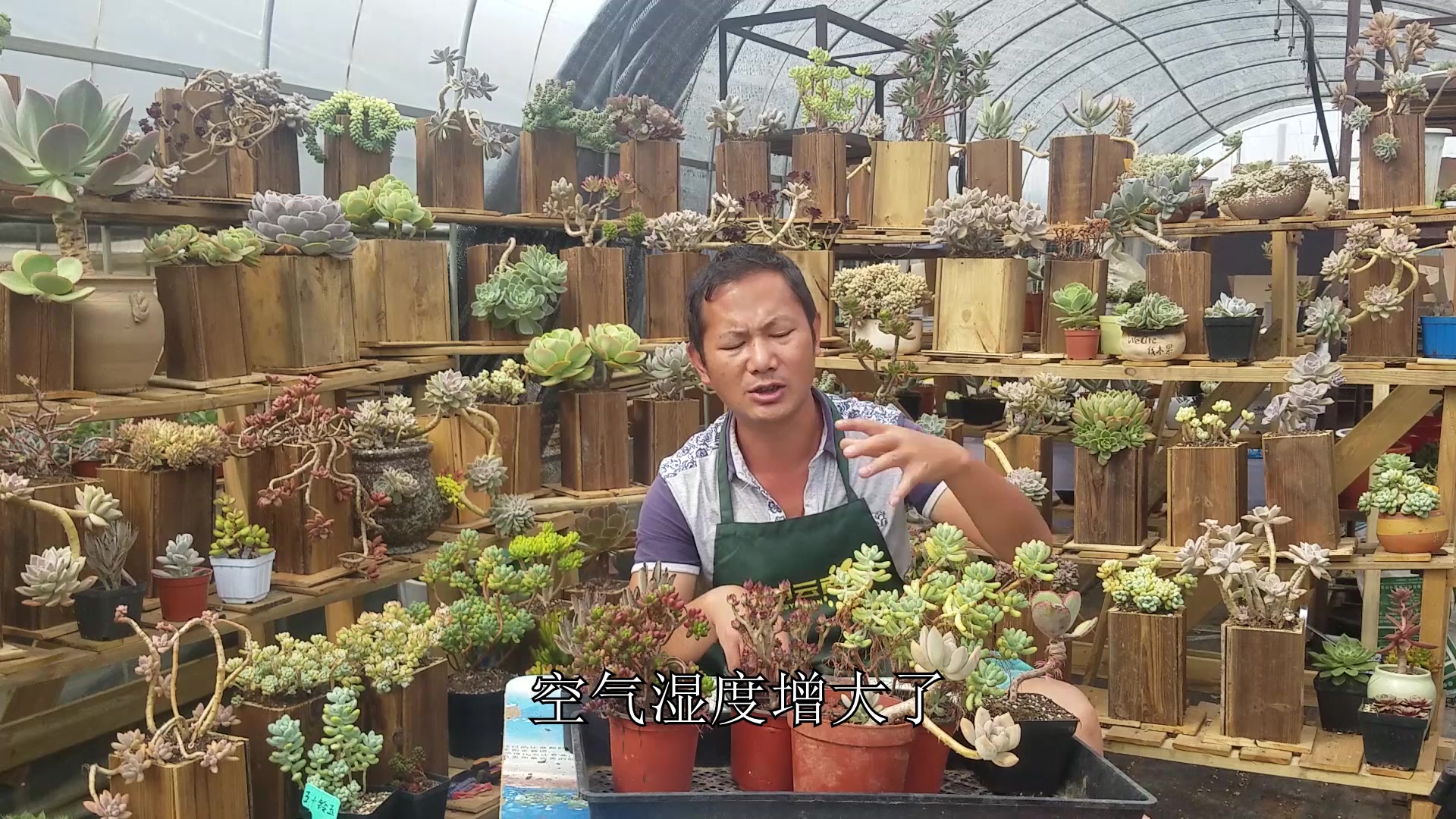 发现那些长胡须的多肉“老爷爷”,要警惕了,不是渴了就是生病!