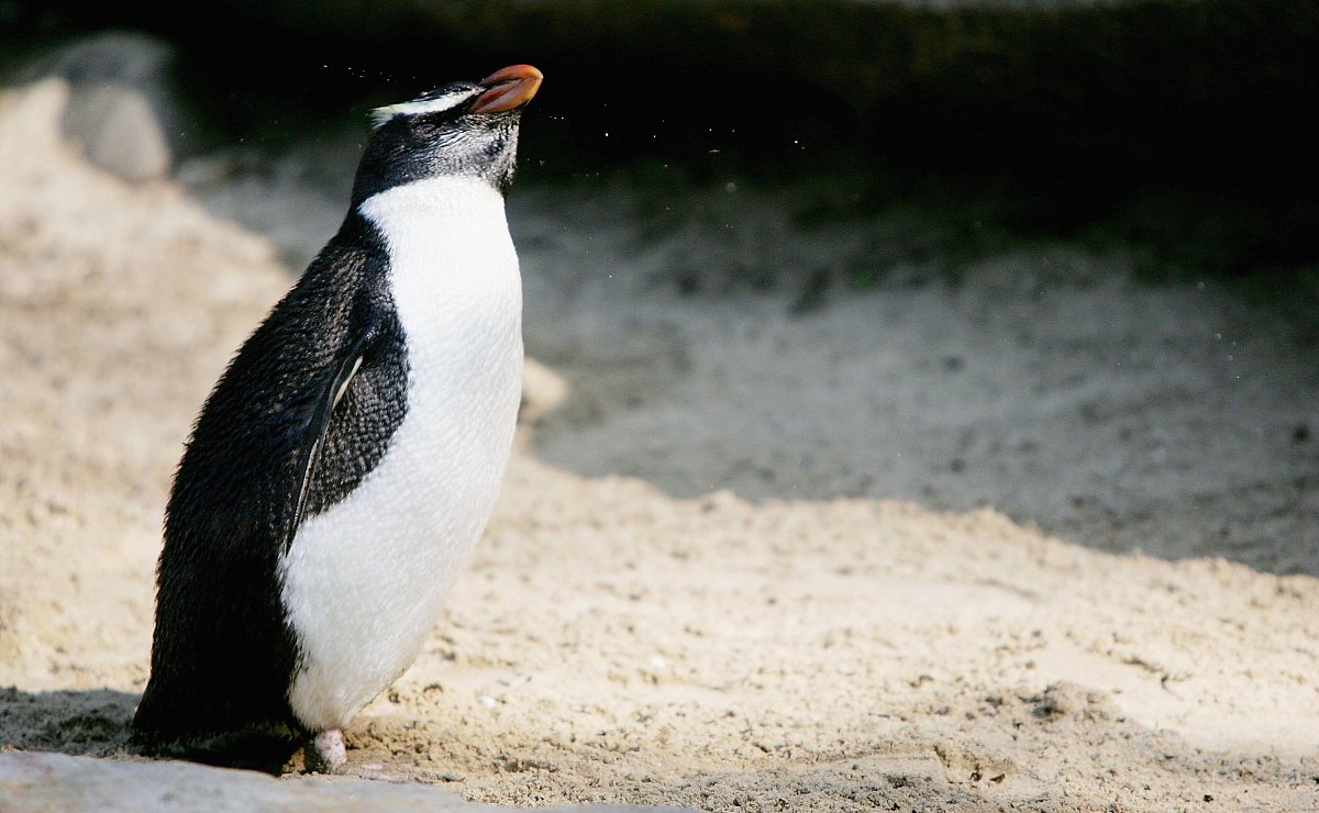 2007年1月10日,澳大利亚悉尼,塔龙加动物园,一只正在玩耍的峡湾企鹅.