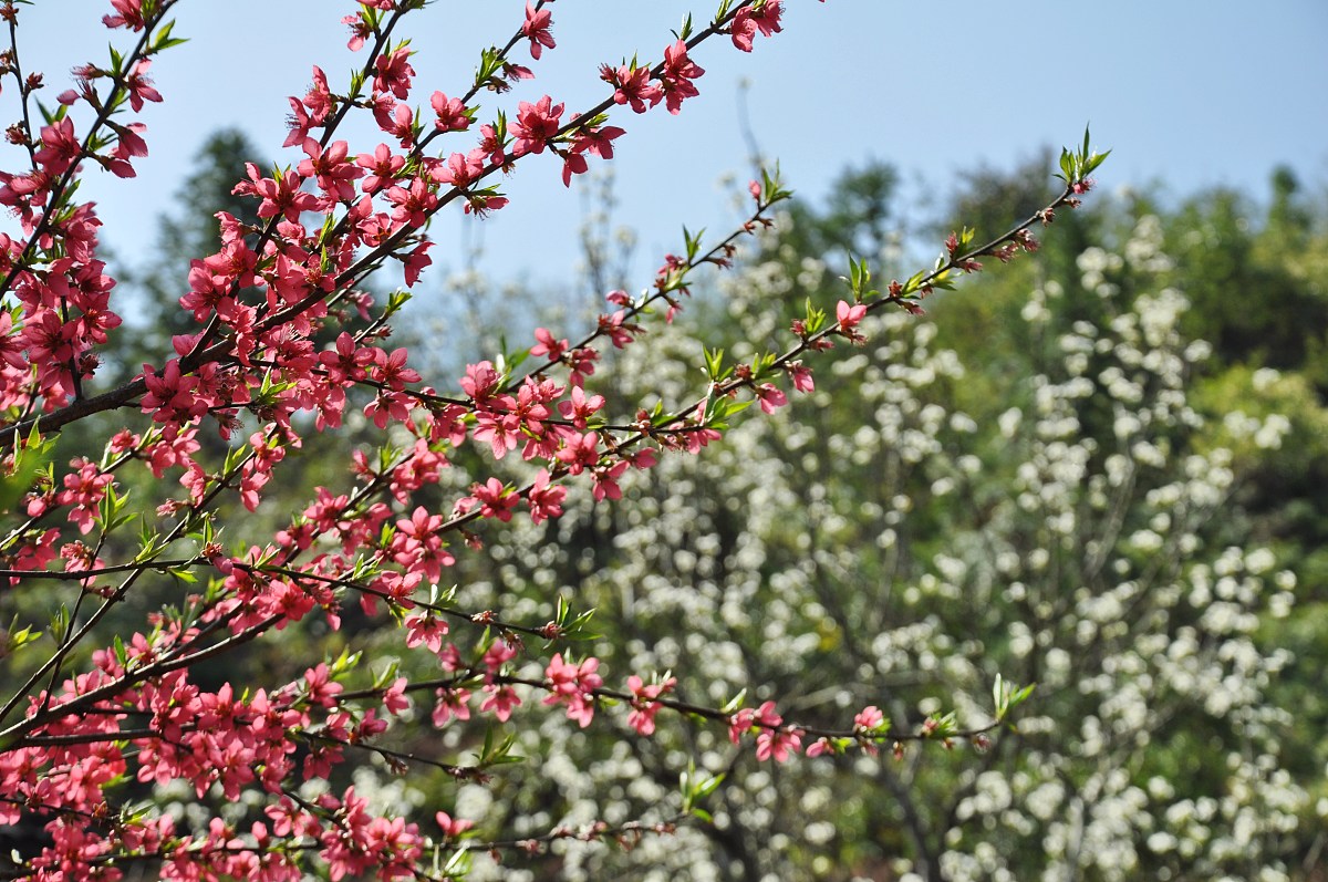 小学高三年生写春游的作文