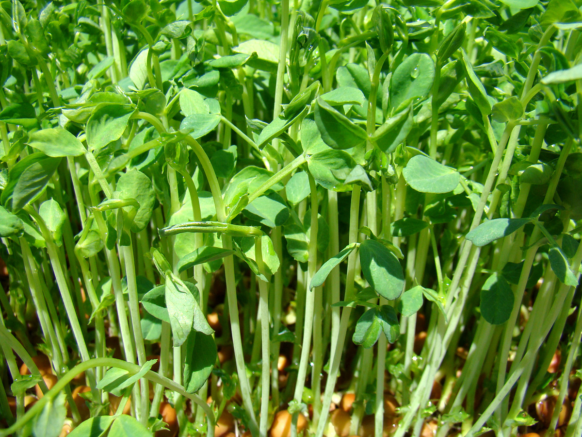 现剪现吃豌豆苗：纯天然绿色，健康美味，带走就能养！