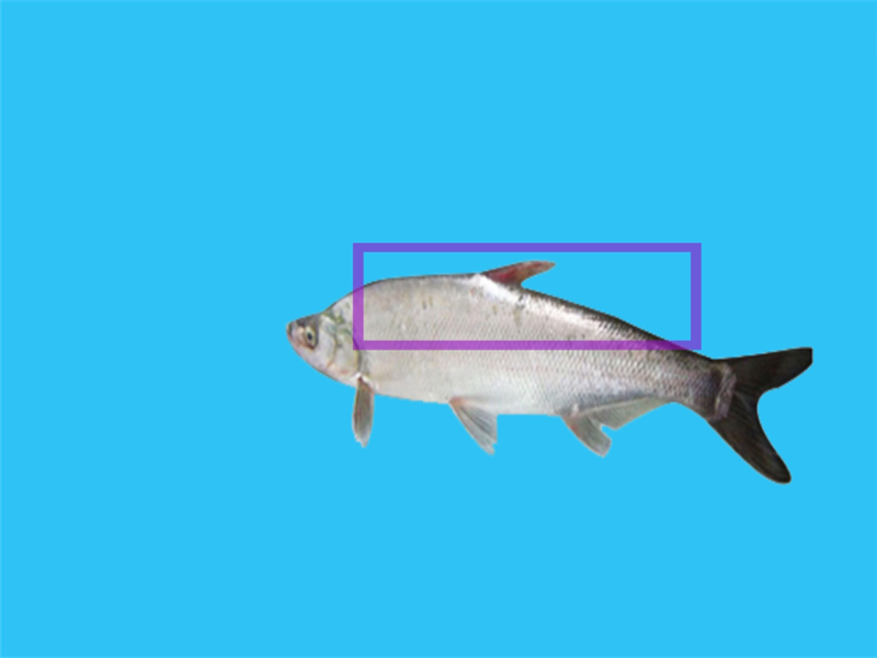 白水鱼:也有叫“太湖白鱼”、“白参”