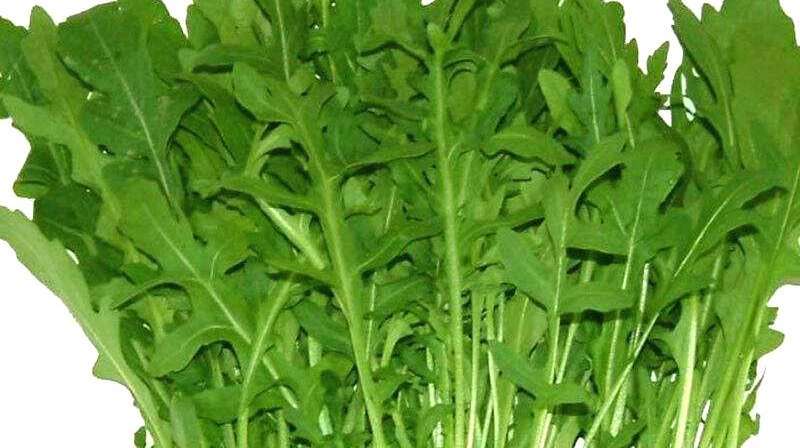 苦麻菜,口感脆嫩,健康养身,非常好吃下饭