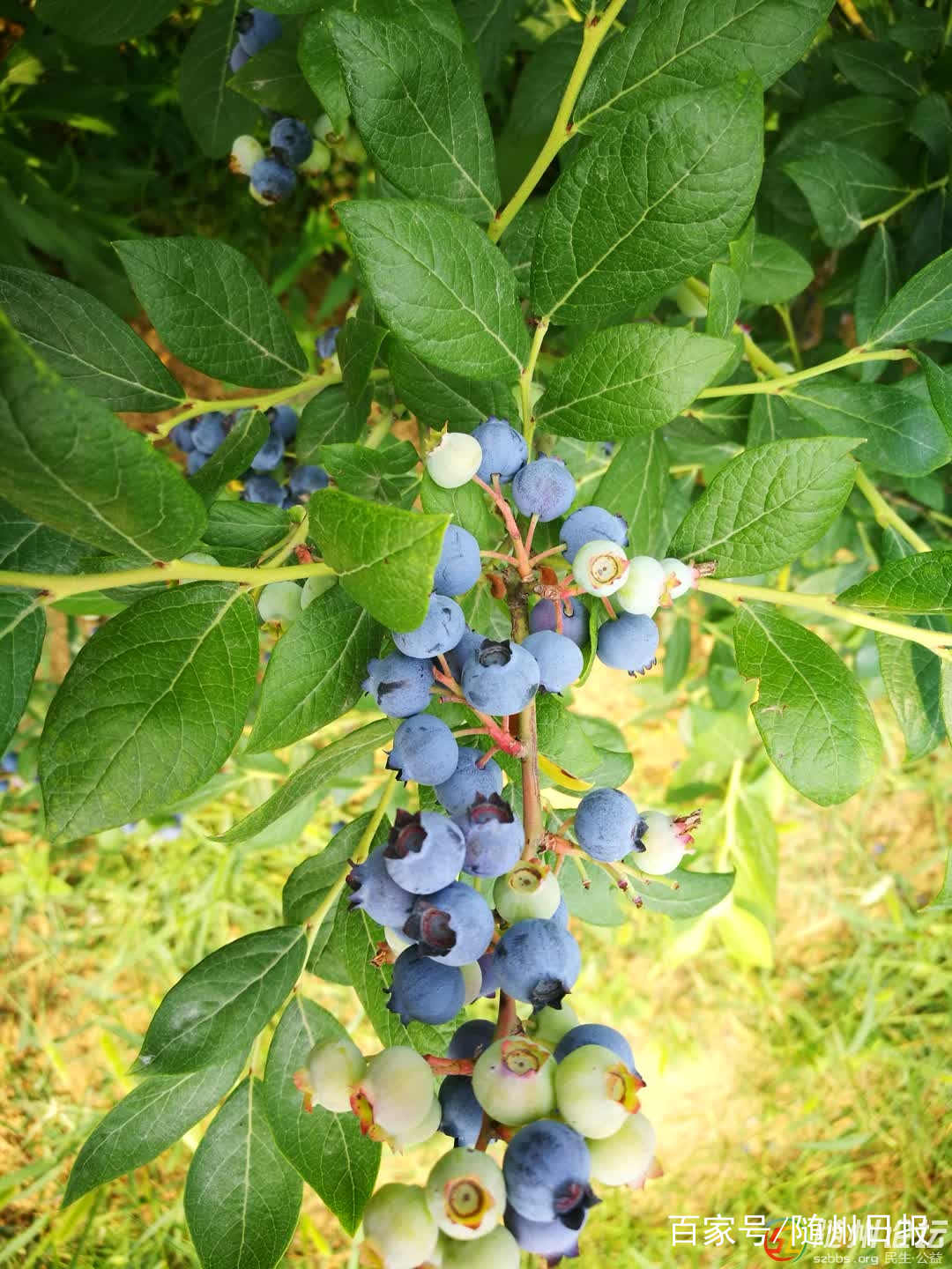 随州大力发展林业产业 推进乡村振兴成效明显