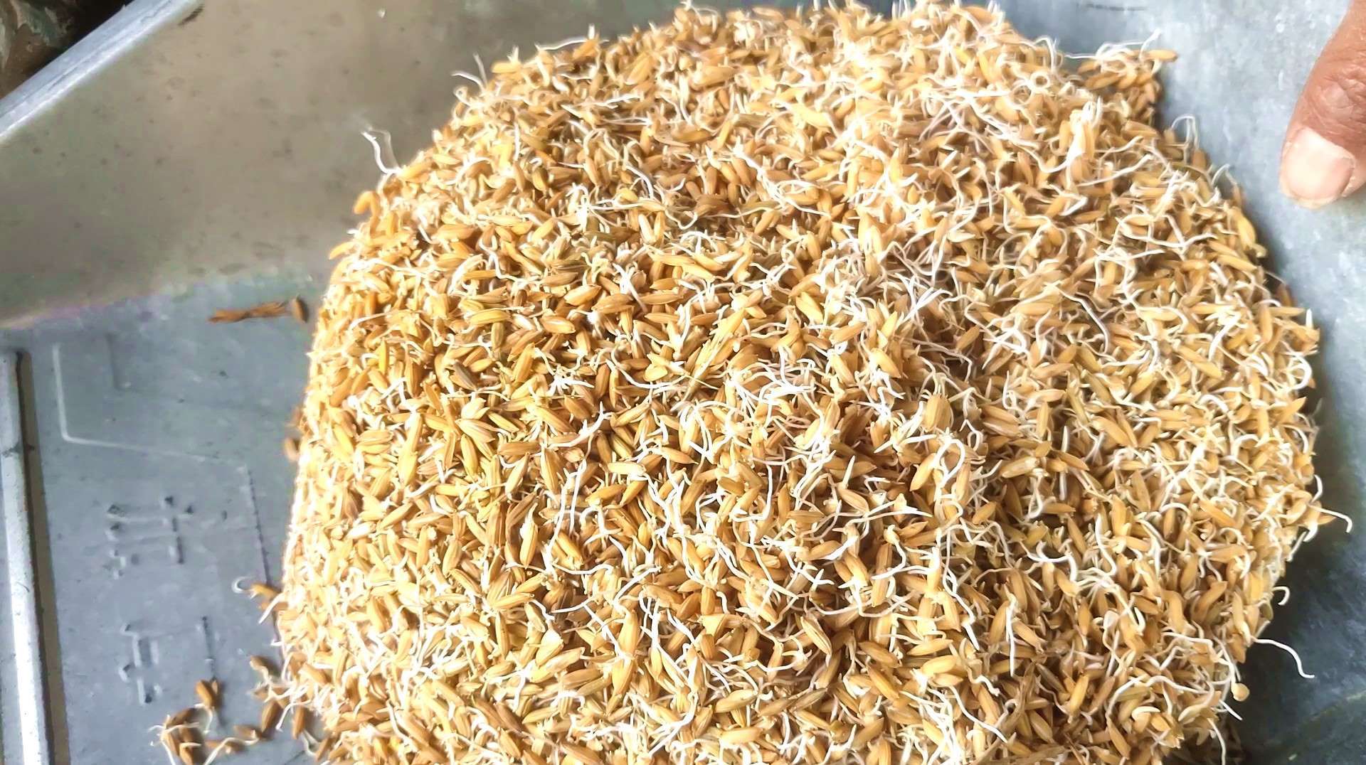 68岁农民大伯教你稻谷种子土方法发芽,80,90后还有多人会的