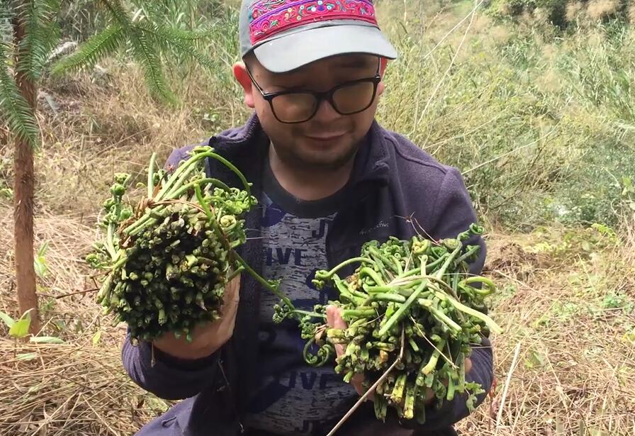 忠哥进山找野生河蕨菜加餐,喜欢吃的朋友欢迎来忠哥家做客!