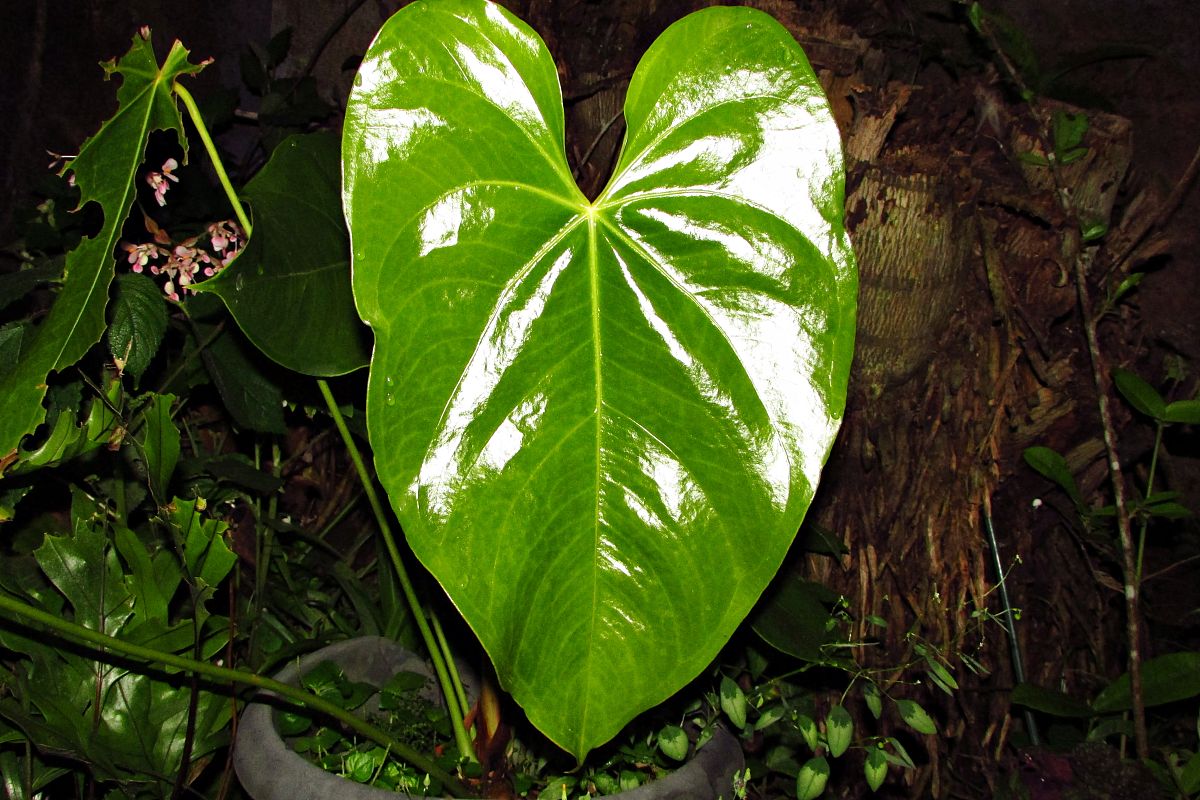 green leaf.