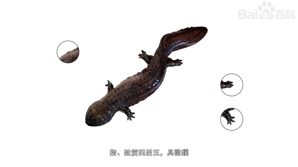 野生娃娃鱼