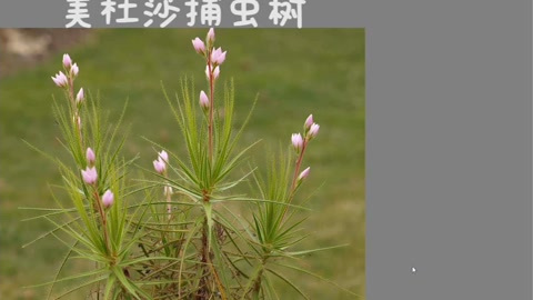 Z016 捕虫树介绍 捕虫树简笔画